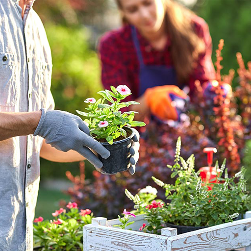Tree & Flower Planting